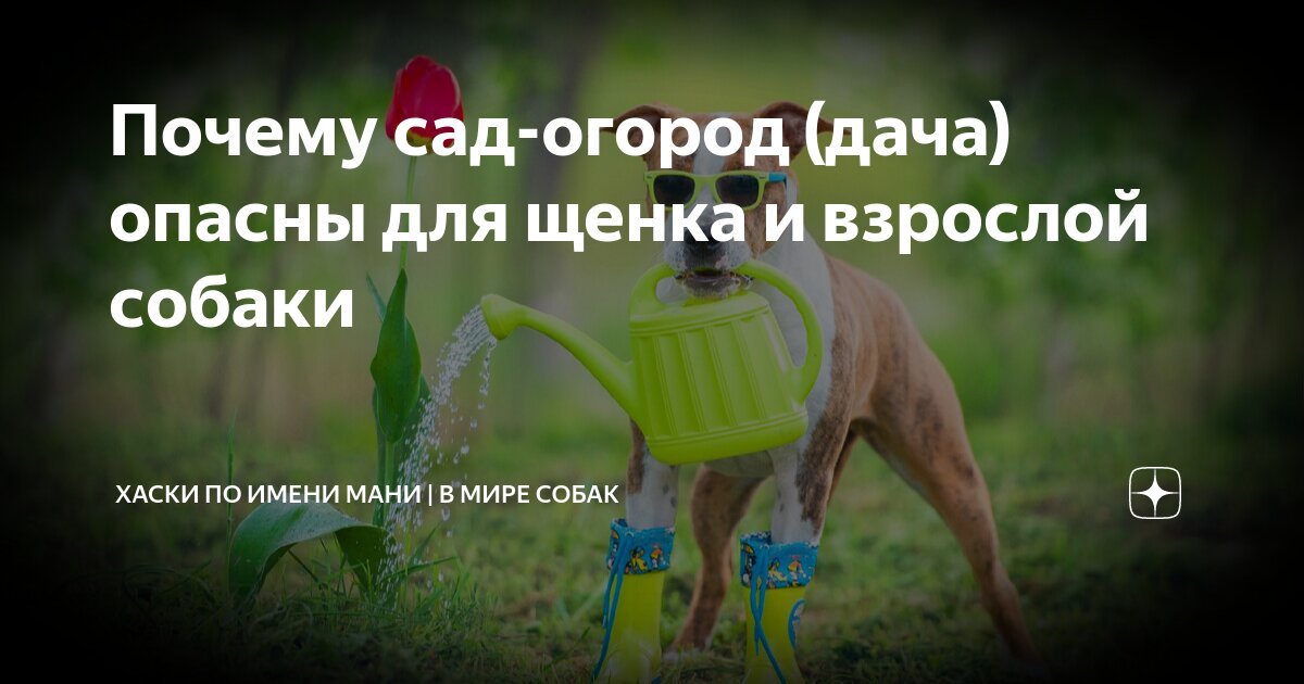 Почему собака лает. Почему собаки высовывают язык в жаркую погоду. Лающий лабрадор. Почему собака лает без причины. Анекдоты про собак.