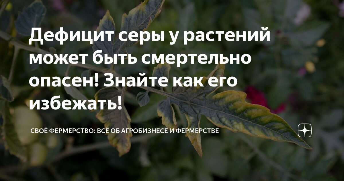 Чего не хватает овощным культурам