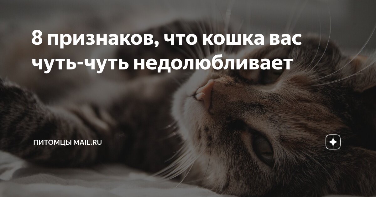 признаки что кошка тебя не любит