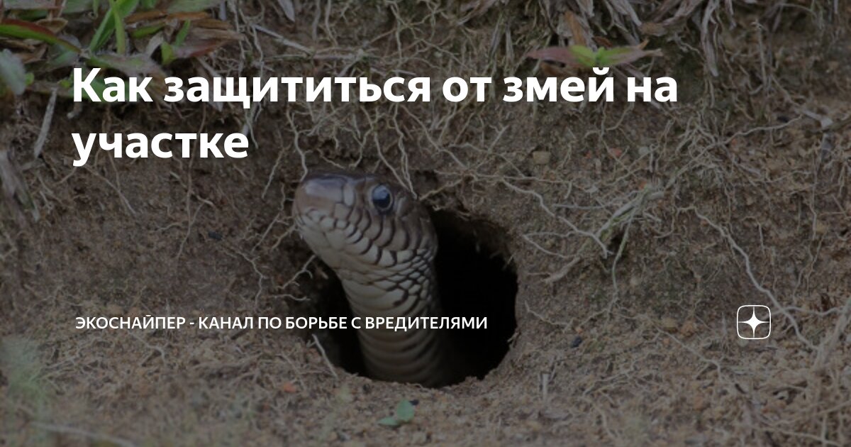 Как защититься от змей на участке | ЭкоСнайпер - канал по борьбе с ...