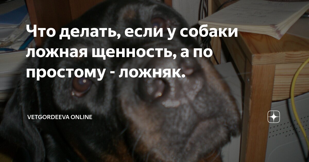 Роды у собак: признаки, помощь, лечение осложнений.