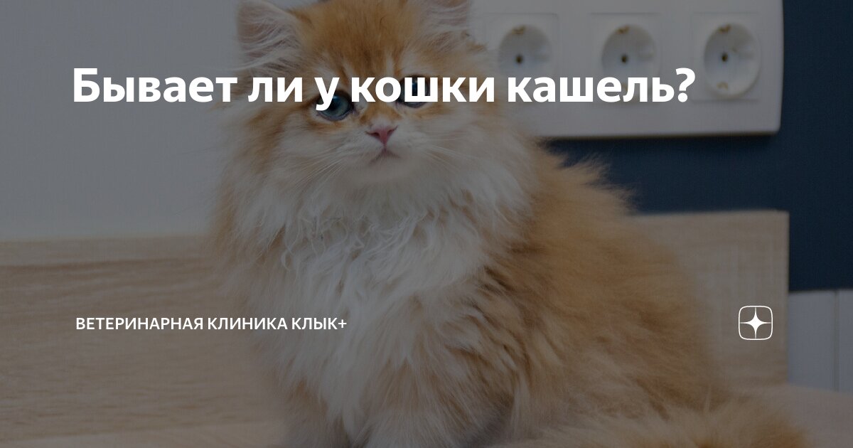 Кошка срыгивает. Может ли кошка кашлять. Кошка кашляет. Кот кашляет причины и что делать. Кашляющие коты.