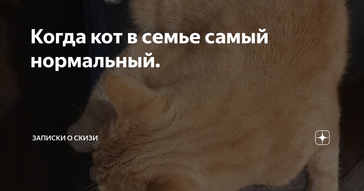 Когда кот в семье самый нормальный. | Записки о Скизи | Дзен