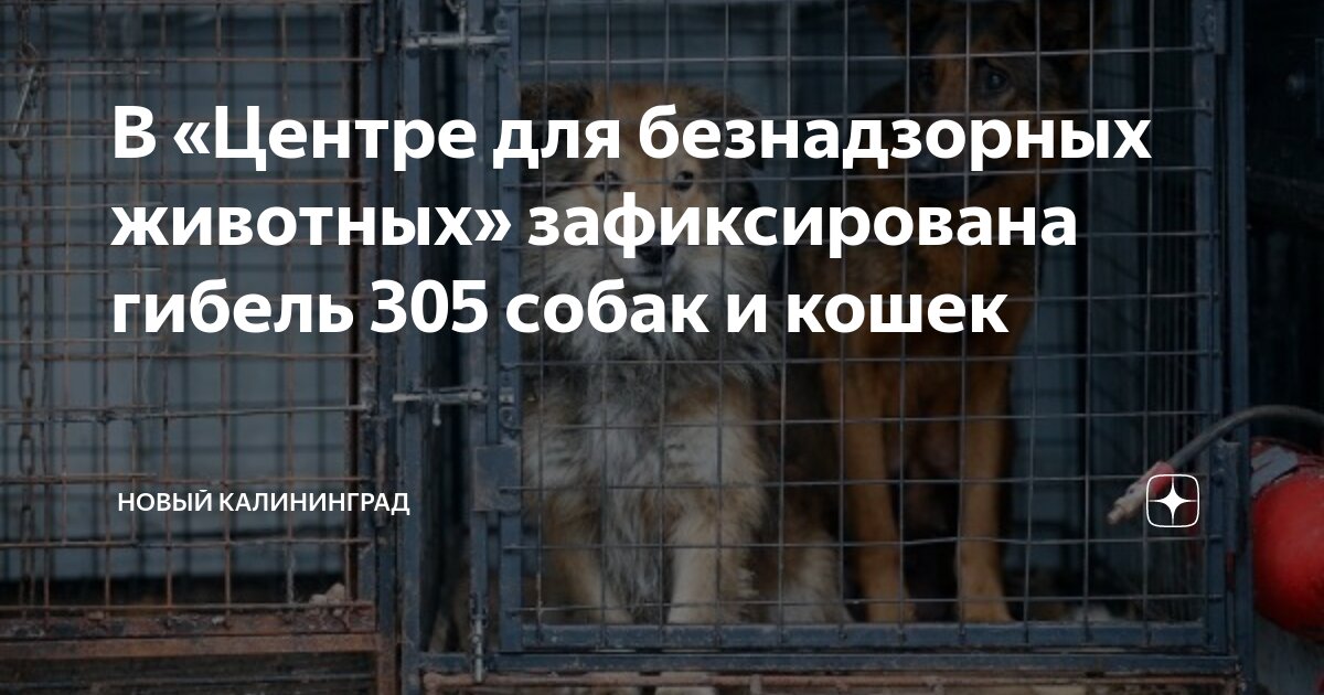 Содержанию безнадзорных животных. Приют для собак красноуфимск. Содержанию безнадзорных животных. Содержанию безнадзорных животных. Содержанию безнадзорных животных.