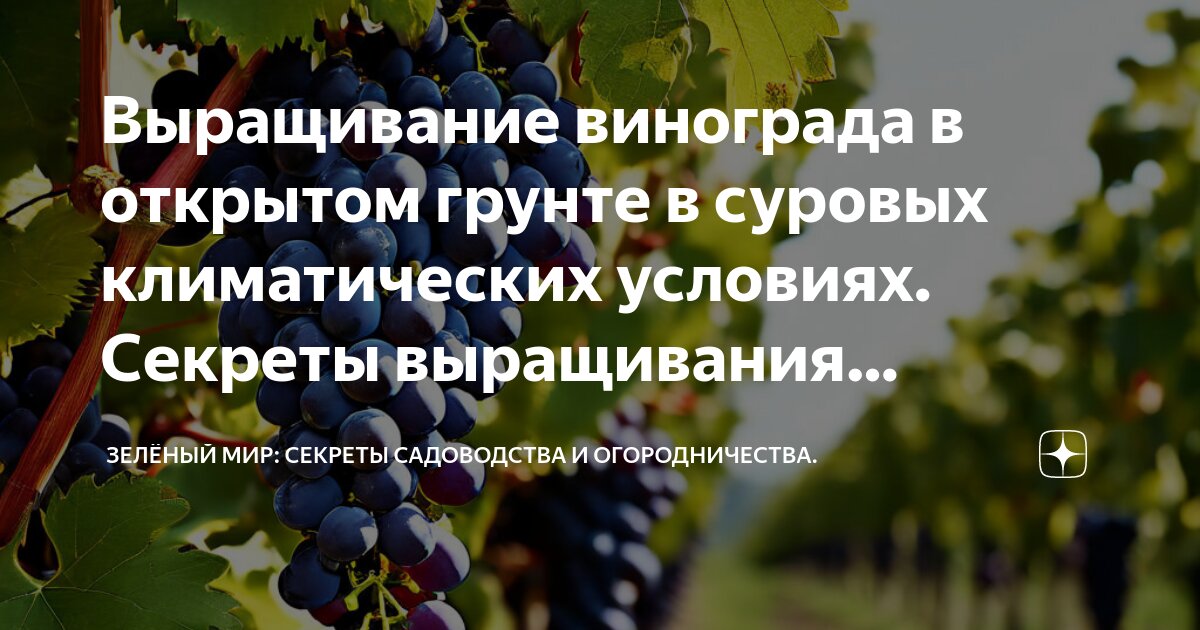 Уникальные черты этого сорта