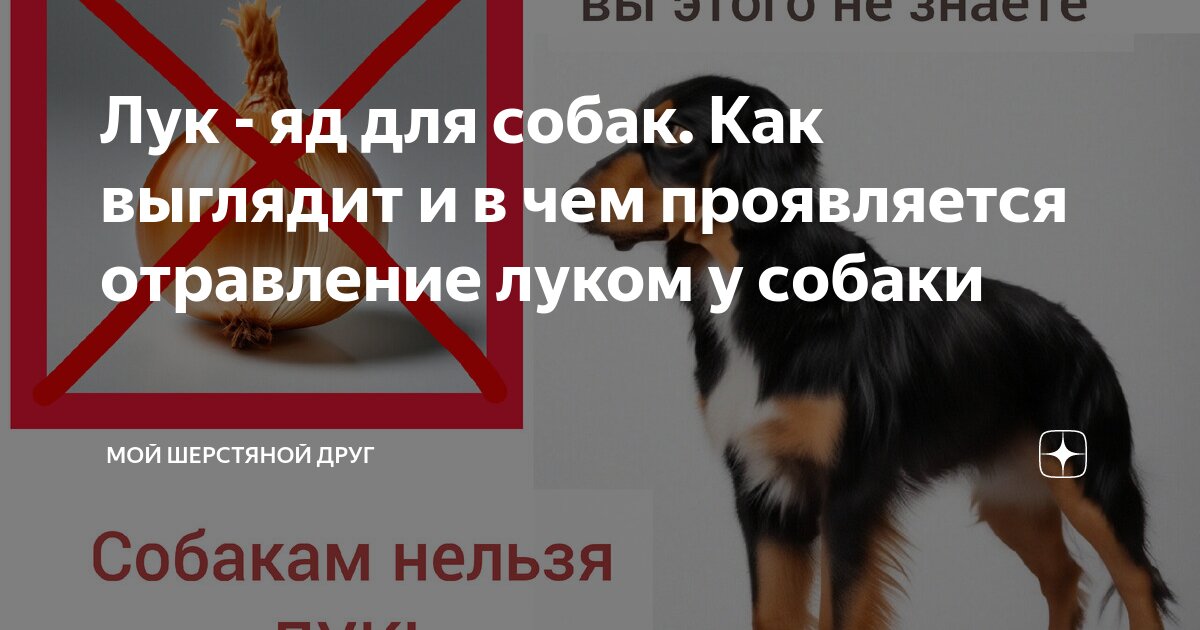 Куркума для собак: преимущества, применение и дозировка
