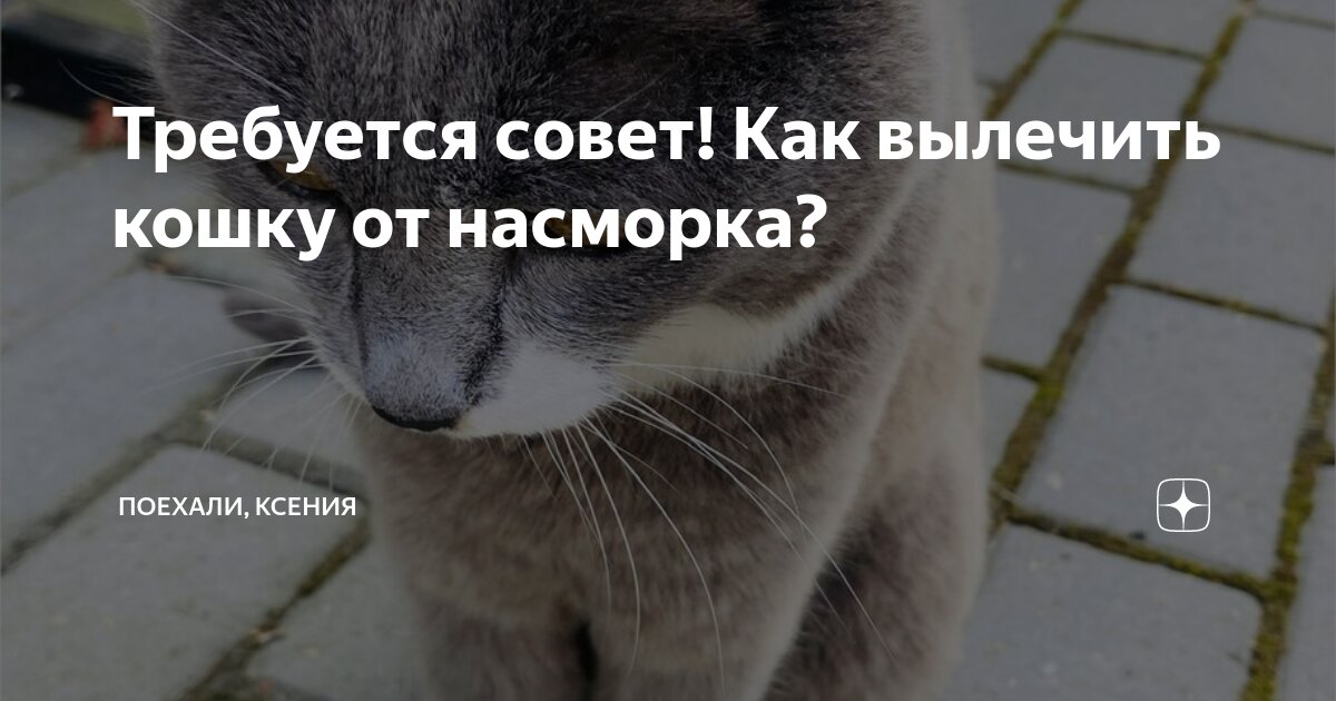 Как понять что у кошки насморк и чем лечить ринит у кота