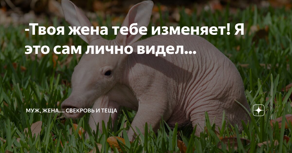 что делать если твоя жена тебе изменяет