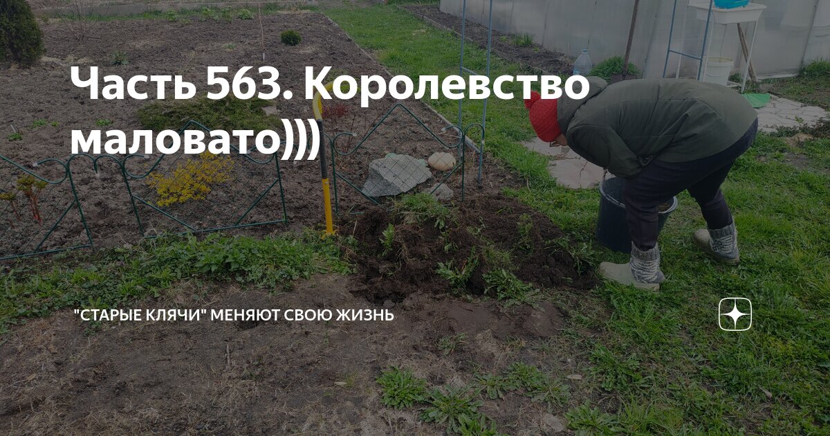 Часть 563. Королевство маловато))) | "Старые клячи" | Дзен