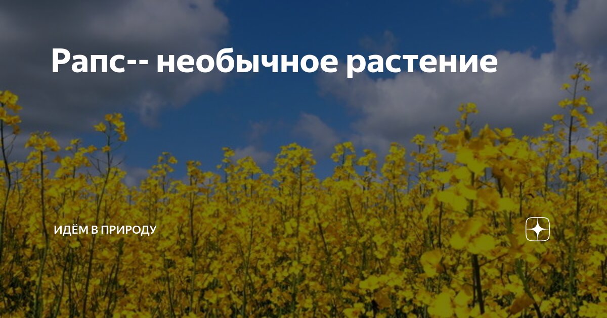 В аграрии идут только настоящие патриоты: как убирают рапс на полях Могилевского района