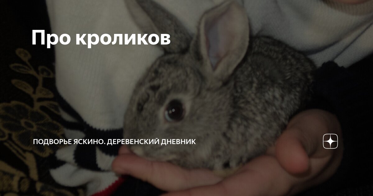 Про кроликов | Подворье Яскино. Деревенский дневник | Дзен