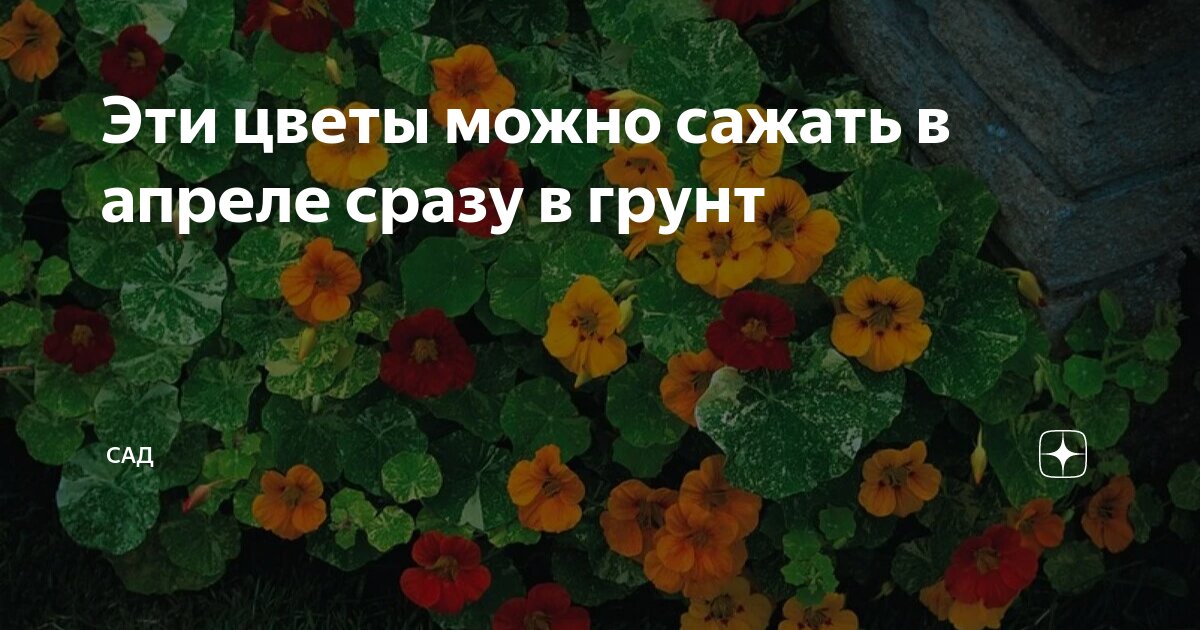 Эти цветы можно сажать в апреле сразу в грунт | САД | Дзен