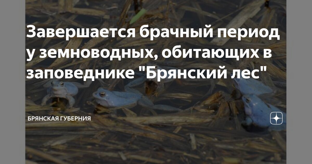 Завершается брачный период у земноводных, обитающих в заповеднике ...
