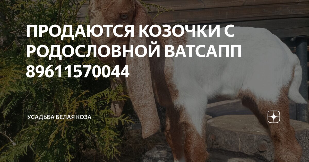 ПРОДАЮТСЯ КОЗОЧКИ С РОДОСЛОВНОЙ ВАТСАПП 89611570044 | Усадьба Белая ...