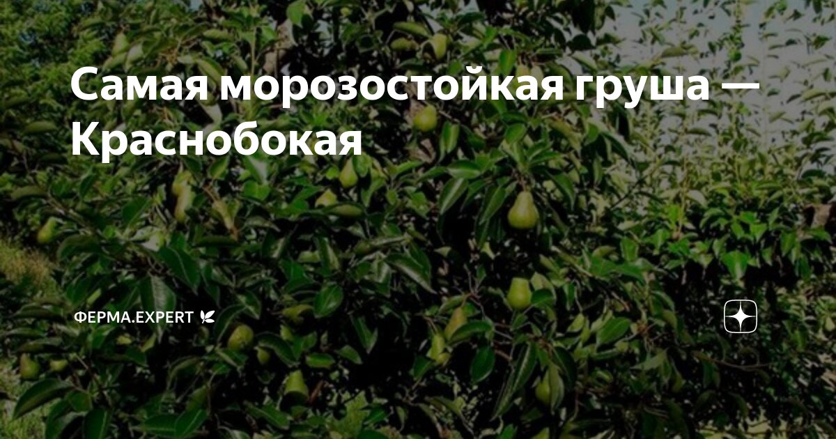 Самая морозостойкая груша — Краснобокая | Ферма.expert 🌿 | Дзен