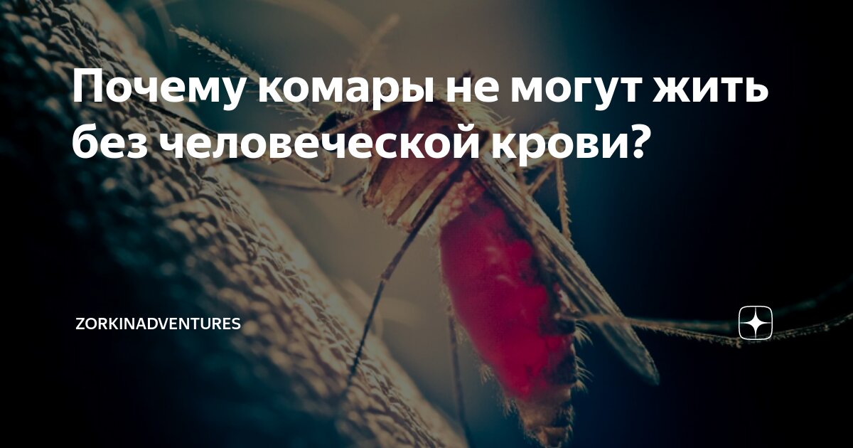 Почему комары не могут жить без человеческой крови? | zorkinadventures ...