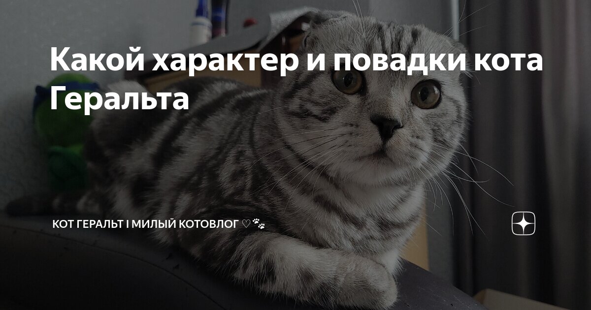 Какой характер и повадки кота Геральта | Кот Геральт I Милый котовлог ...
