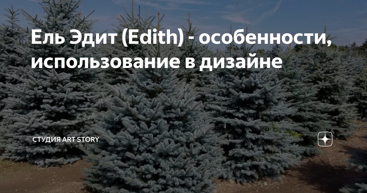 Ель Эдит (Edith) - особенности, использование в дизайне | Садовый центр ...