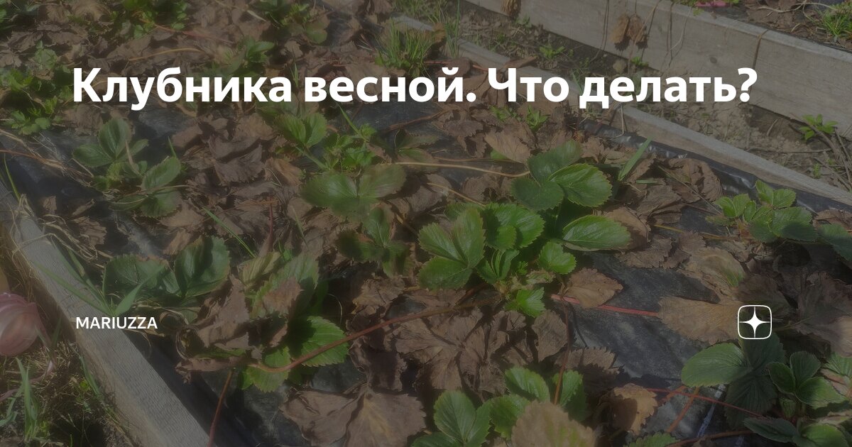 Клубника весной. Что делать? | mariuzza | Дзен