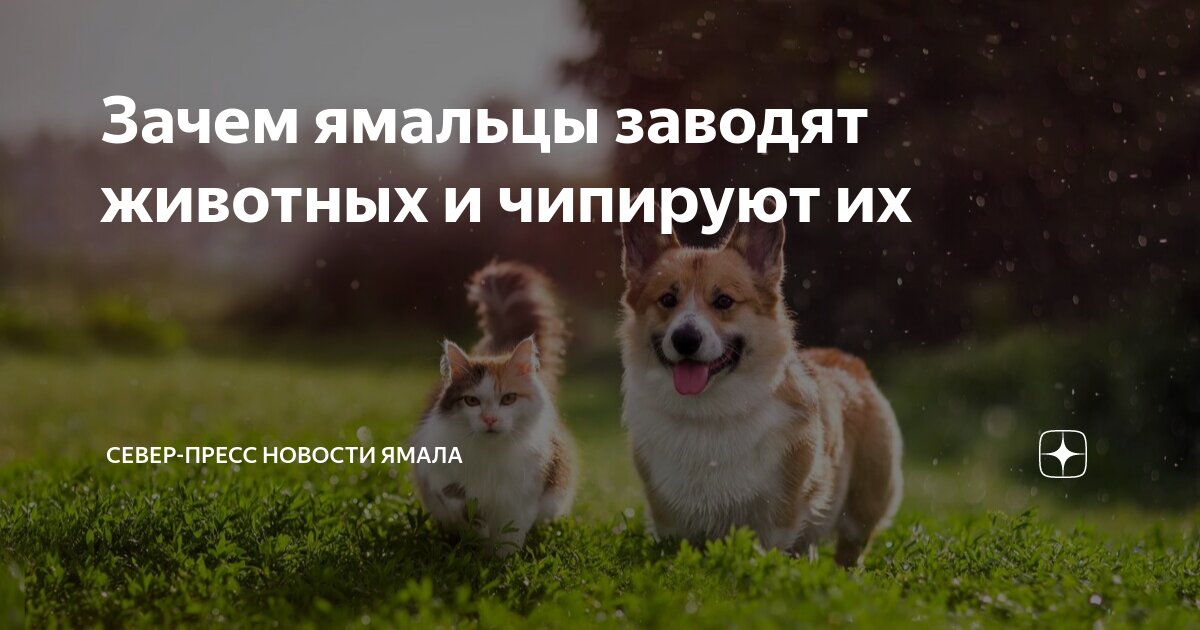 Зачем ямальцы заводят животных и чипируют их | Север-Пресс Новости ...