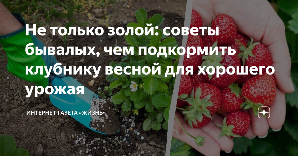 Клубника чем подкормить весной