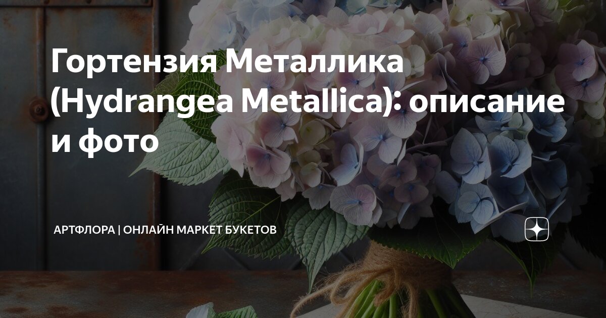 Гортензия metallica фото и описание