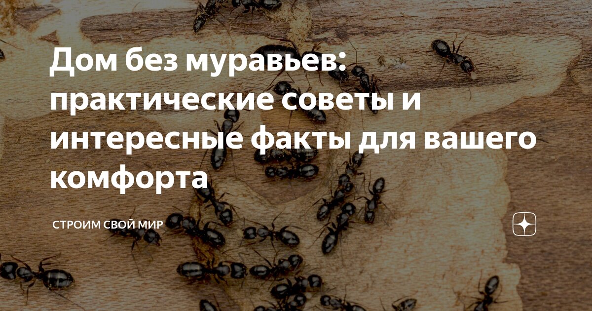 Как избавиться от муравьев на участке навсегда!