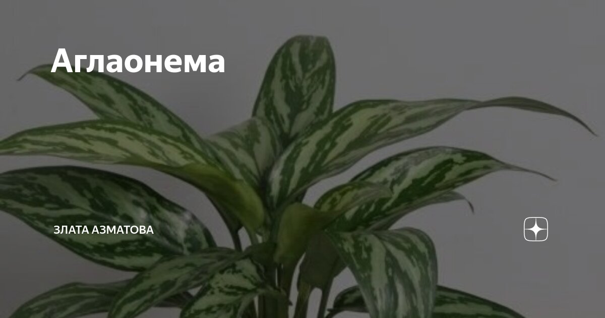 Истоки и эволюция растения