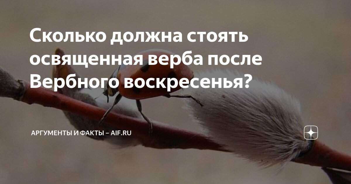 Что делать с вербой после Вербного воскресенья? | АиФ-Юг | Дзен