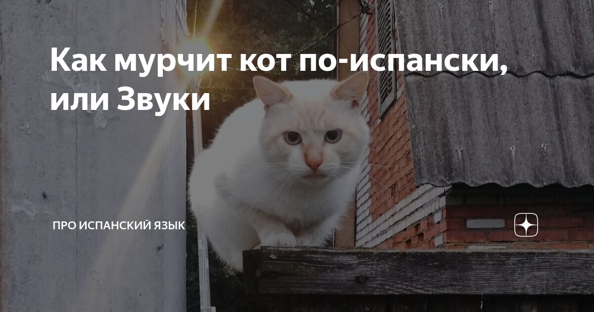 Как мурчит кот по-испански, или Звуки | Про испанский язык | Дзен