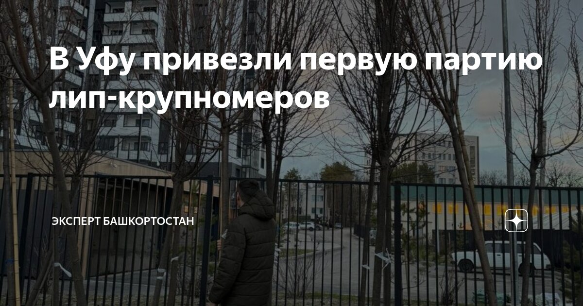 В Уфу привезли первую партию лип-крупномеров | Эксперт Башкортостан | Дзен