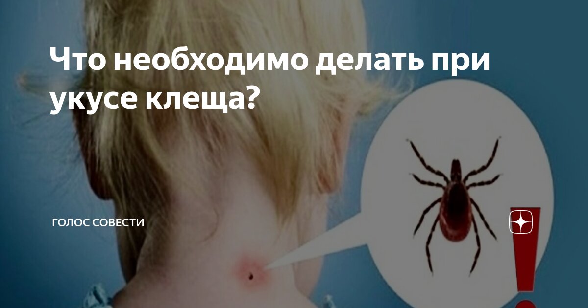 можно ли пить водку после укуса клеща