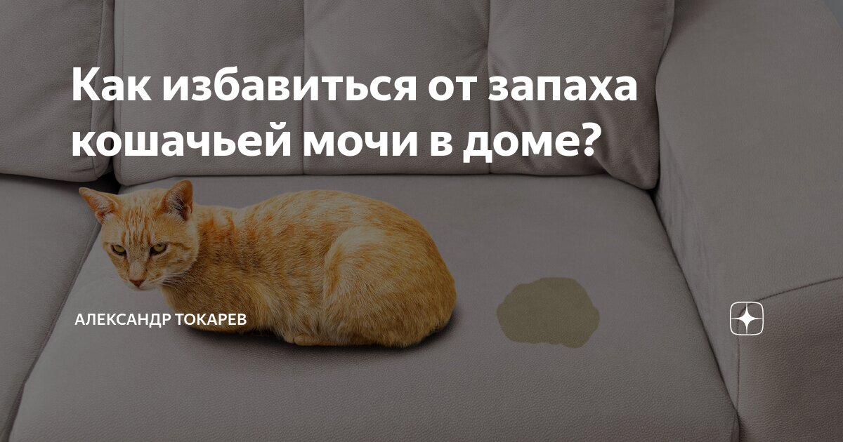 Как избавиться от кошачьей метки на диване