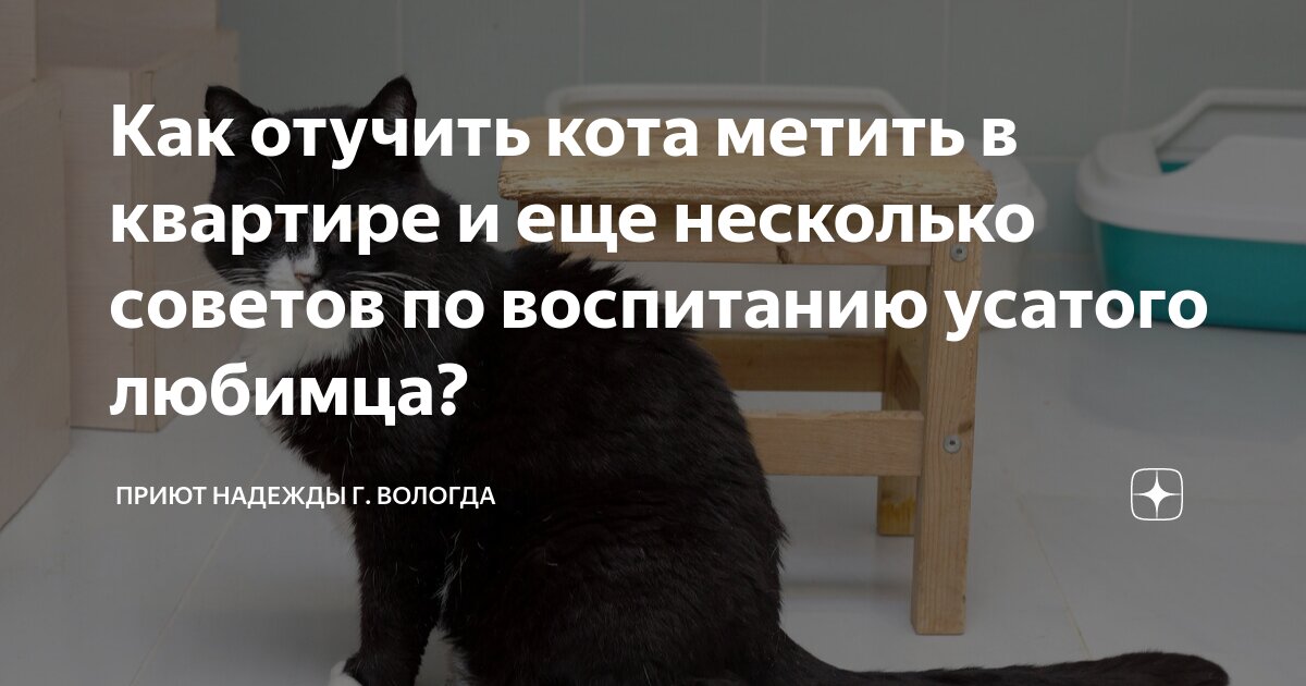 Как отучить кота метить на диван