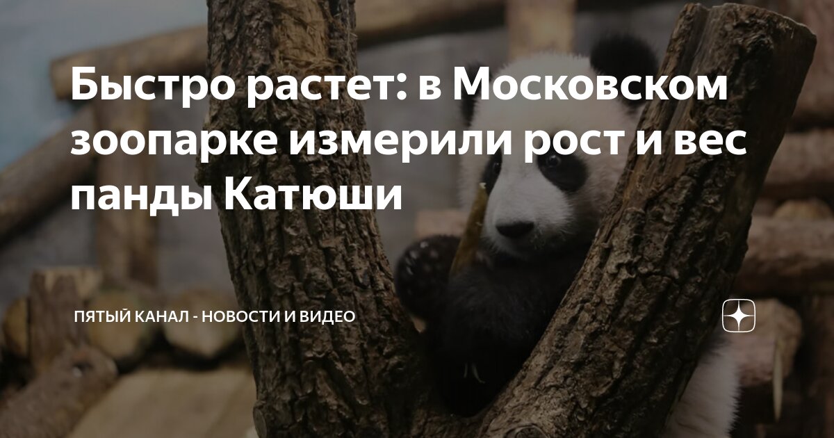 Панда катюша московский фото