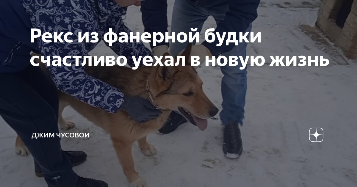 Рекс из фанерной будки счастливо уехал в новую жизнь | Джим ЧУСОВОЙ | Дзен