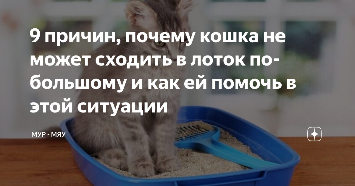 что делать если кошка не может сходить пописать
