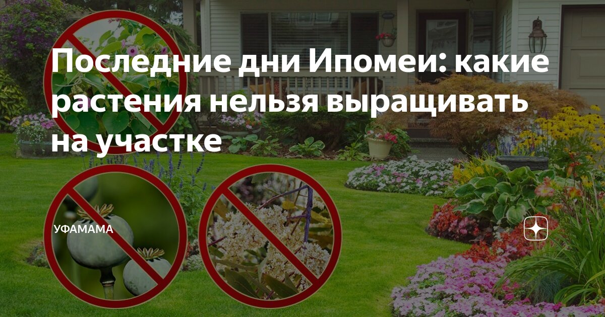 Какие растения нельзя на участке