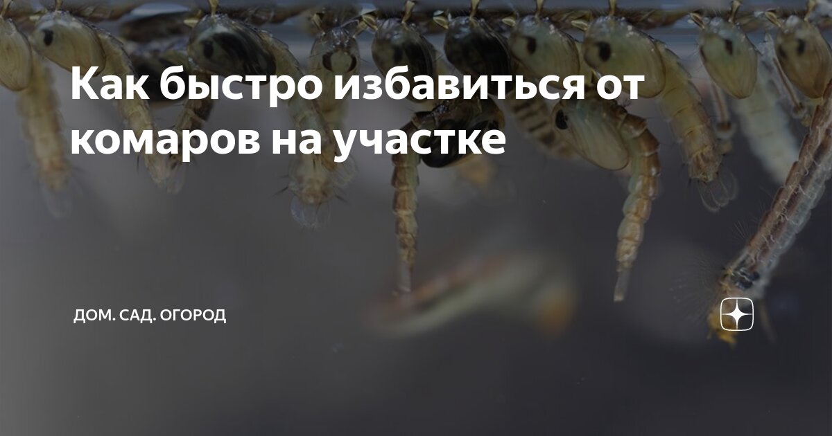 Как быстро избавиться от комаров на участке | ДОМ. САД. ОГОРОД | Дзен