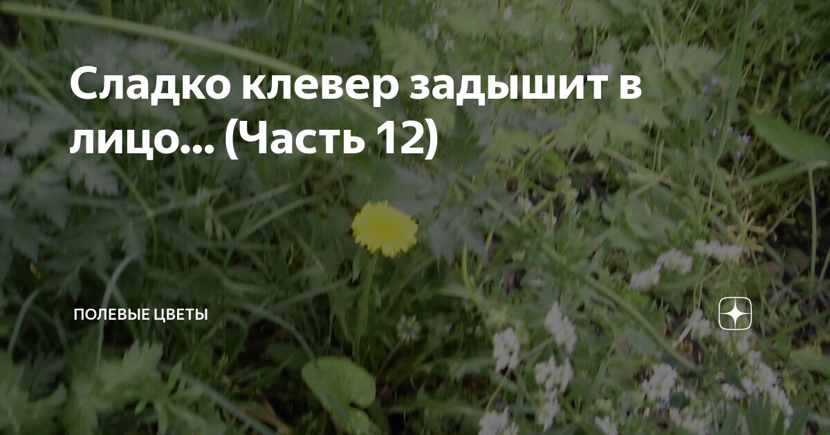Сладко клевер задышит в лицо… (Часть 12) | Полевые цветы | Дзен