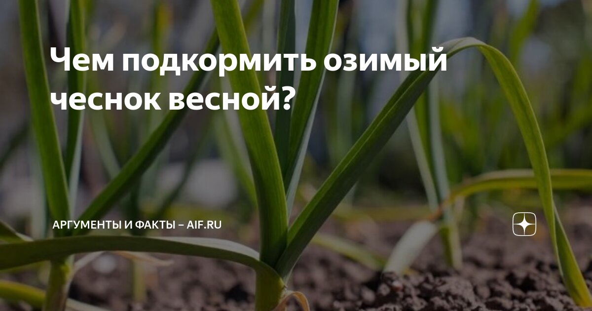 Чем подкормить озимый чеснок весной? | Аргументы и факты – aif.ru | Дзен
