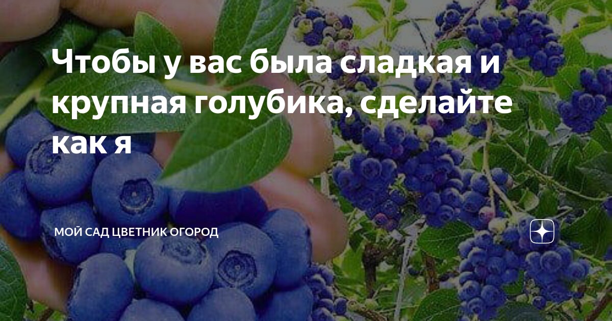 Чтобы у вас была сладкая и крупная голубика, сделайте как я | Мой сад ...