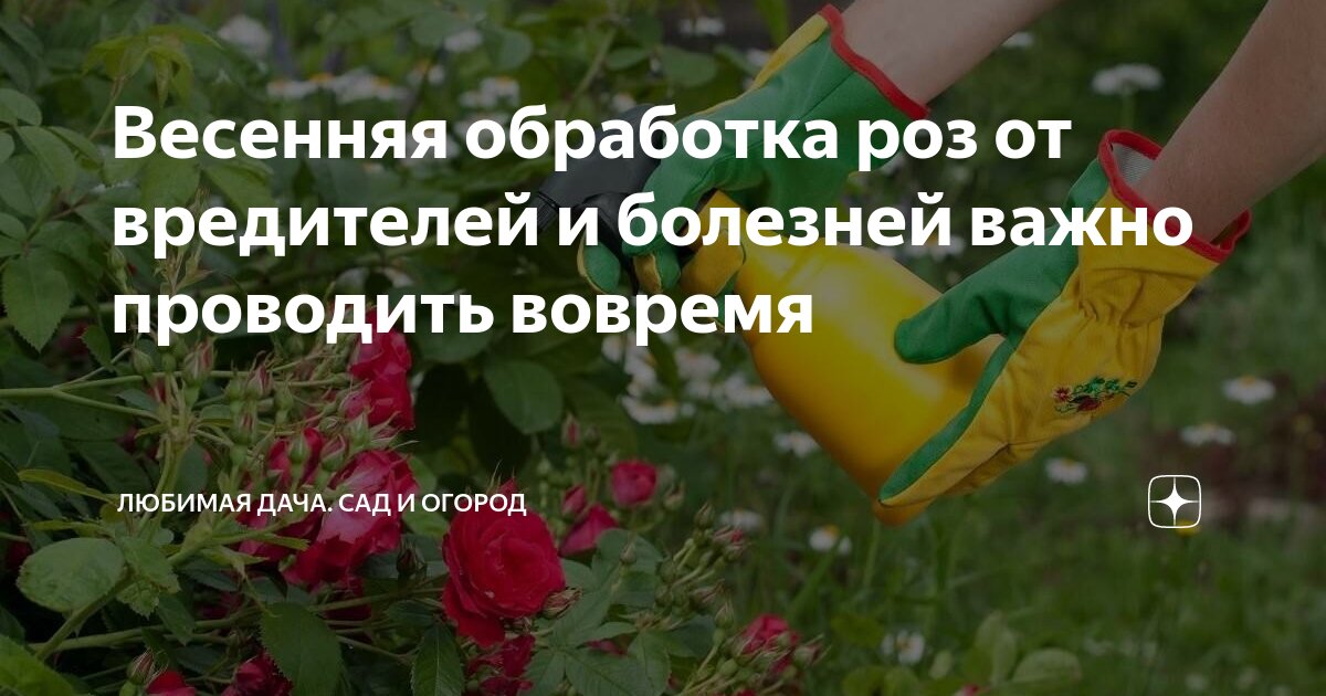 Химические методы борьбы с вредителями. Ядохимикаты для растений. Обработка роз весной. Чем опрыскать розы от болезней в августе. Чем опрыскать розы от болезней в августе.