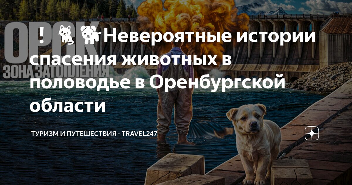 удивительные истории спасения животных