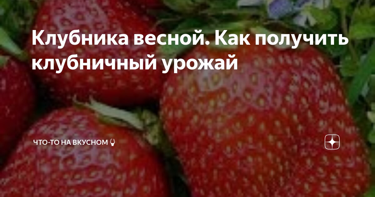Клубника весной. Как получить клубничный урожай | Что-то на вкусном🍦 | Дзен