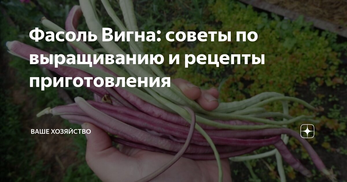 Сбор урожая и хранение бобов