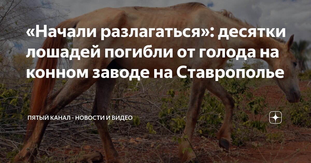 «Начали разлагаться»: десятки лошадей погибли от голода на конном заводе на Ставрополье