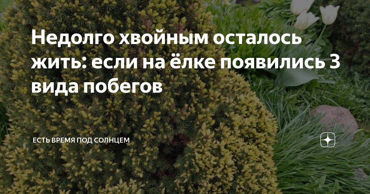 Недолго хвойным осталось жить: если на ёлке появились 3 вида побегов ...