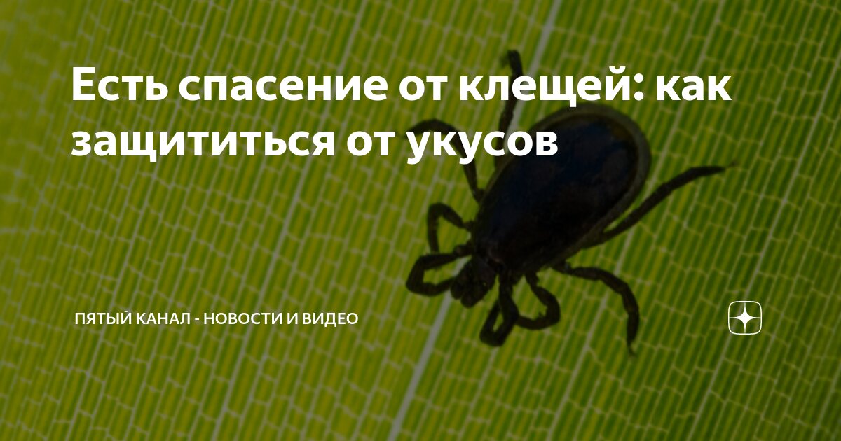 Есть спасение от клещей: как защититься от укусов | Пятый канал ...