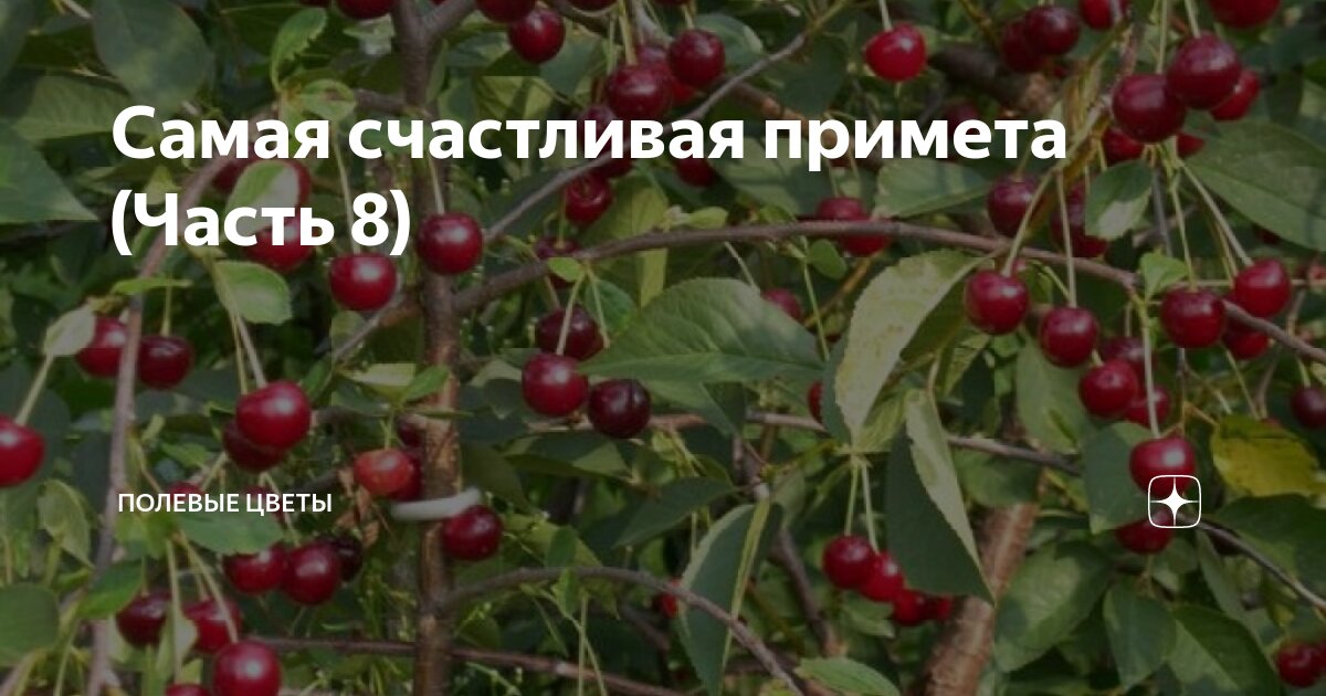 Самая счастливая примета (Часть 8) | Полевые цветы | Дзен